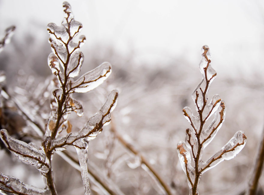 I Photographed Freezing Rain, Alternately Beautiful And Scary I Photographed Freezing Rain, Alternately Beautiful And Scary