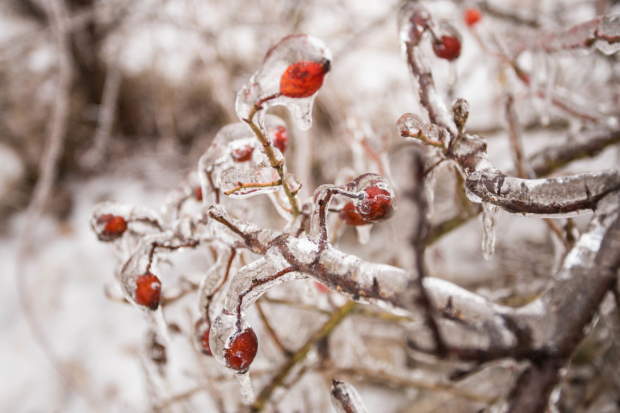I Photographed Freezing Rain, Alternately Beautiful And Scary I Photographed Freezing Rain, Alternately Beautiful And Scary