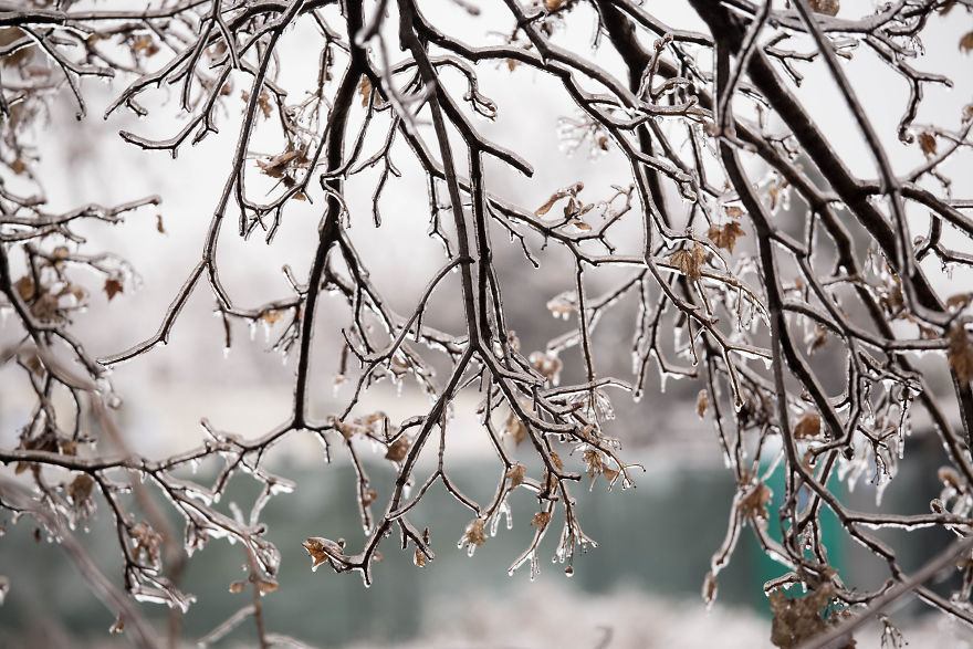 I Photographed Freezing Rain, Alternately Beautiful And Scary I Photographed Freezing Rain, Alternately Beautiful And Scary