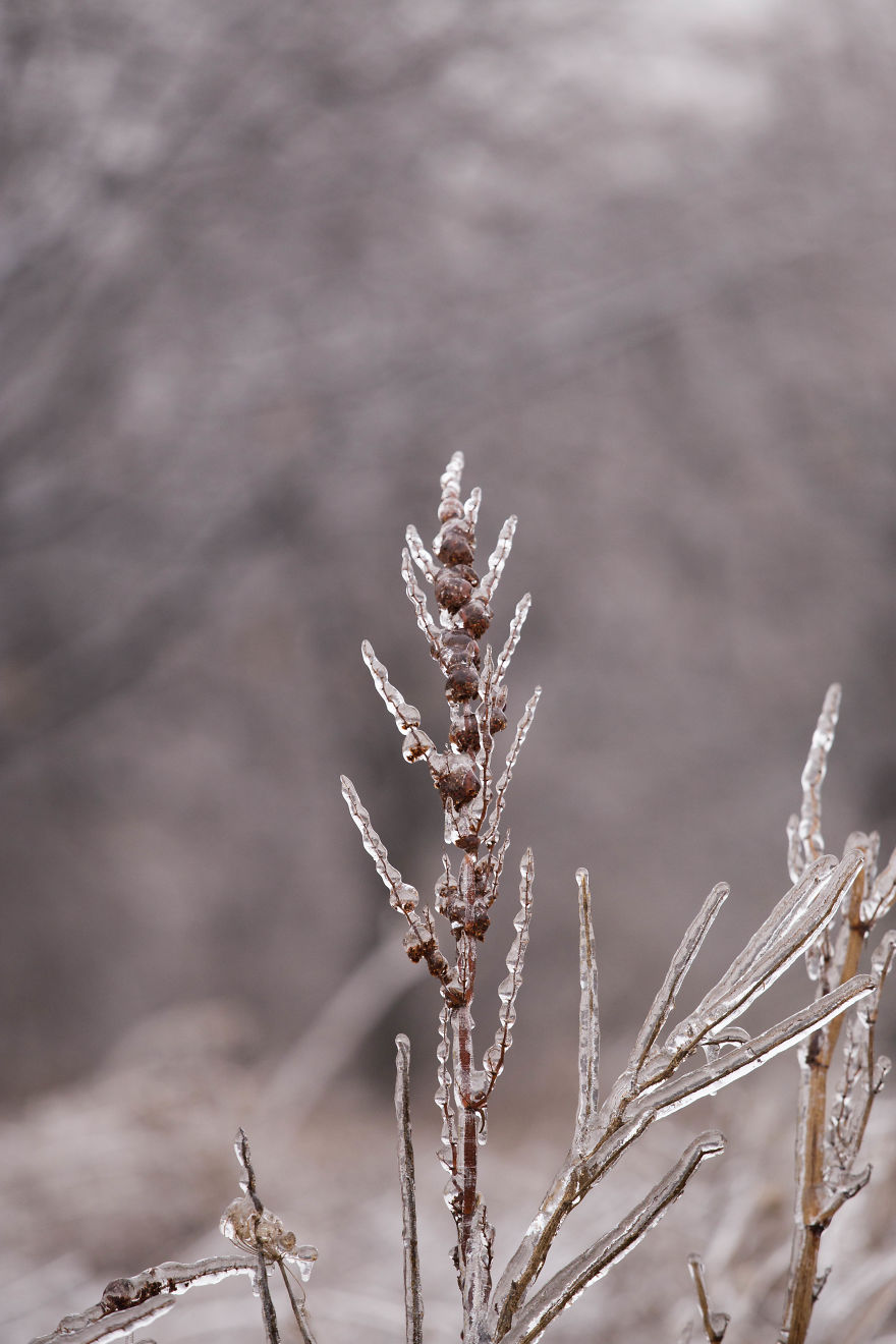 I Photographed Freezing Rain, Alternately Beautiful And Scary I Photographed Freezing Rain, Alternately Beautiful And Scary