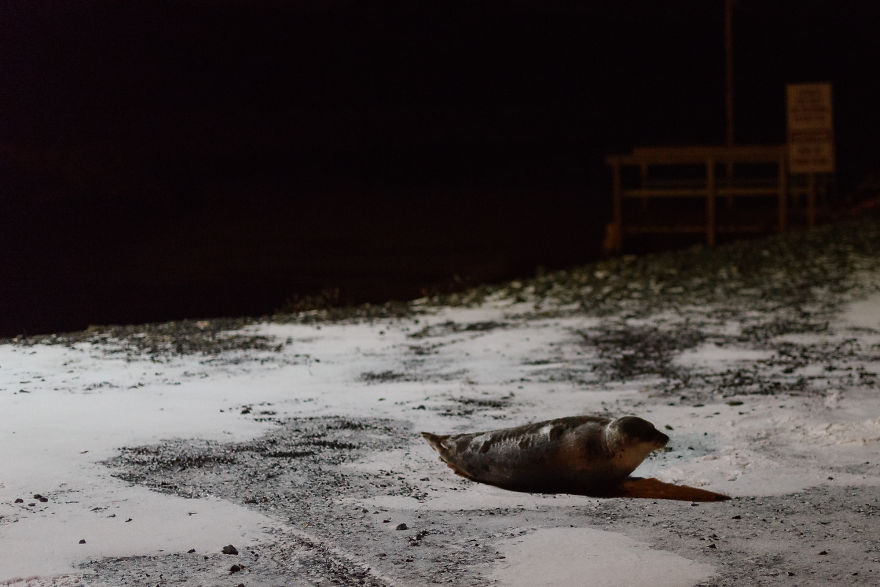 We Went For A Walk At Night And Discovered This Adorable Seal We Went For A Walk At Night And Discovered This Adorable Seal