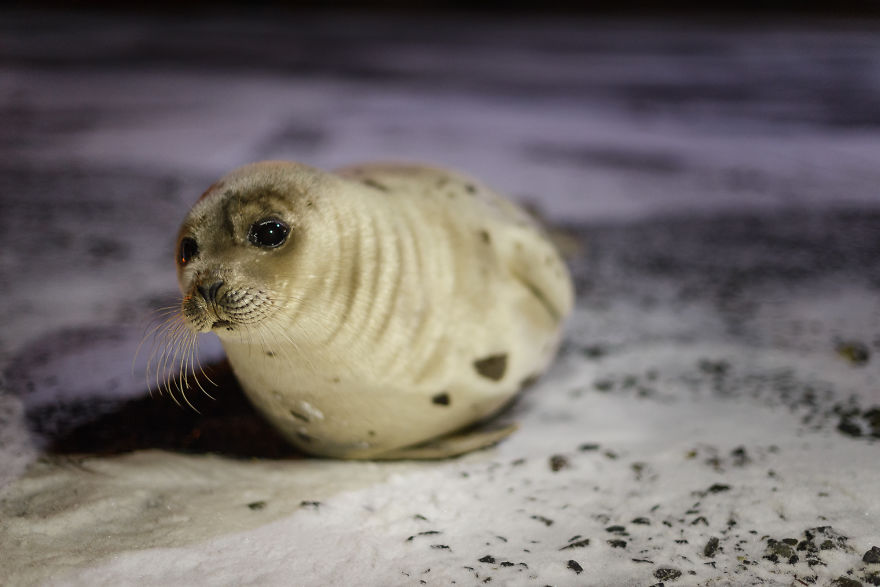 We Went For A Walk At Night And Discovered This Adorable Seal We Went For A Walk At Night And Discovered This Adorable Seal