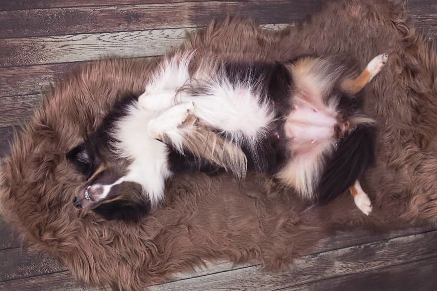 My Dog Had A Maternity Photoshoot! My Dog Had A Maternity Photoshoot!