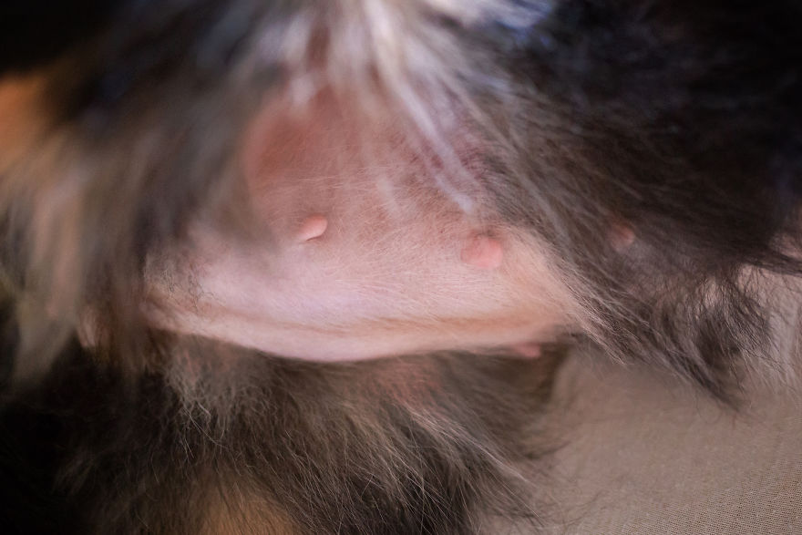 My Dog Had A Maternity Photoshoot! My Dog Had A Maternity Photoshoot!