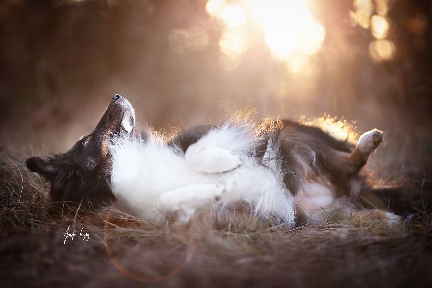 My Dog Had A Maternity Photoshoot! My Dog Had A Maternity Photoshoot!