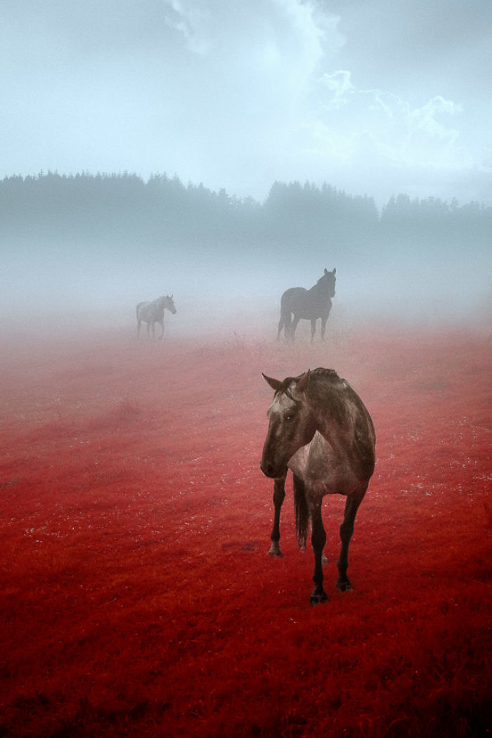 I Made A Lens Filter To Recreate Infrared Photography With My Modified Digital Camera I Made A Lens Filter To Recreate Infrared Photography With My Modified Digital Camera