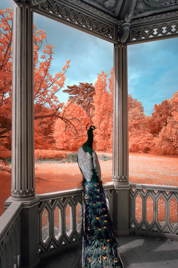 I Made A Lens Filter To Recreate Infrared Photography With My Modified Digital Camera