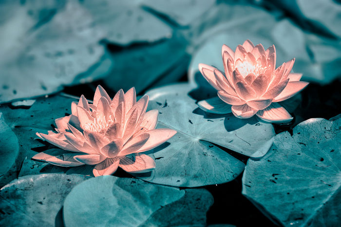 I Made A Lens Filter To Recreate Infrared Photography With My Modified Digital Camera