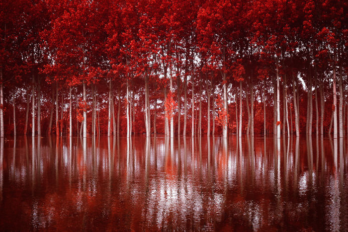 I Made A Lens Filter To Recreate Infrared Photography With My Modified Digital Camera