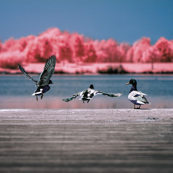 I Made A Lens Filter To Recreate Infrared Photography With My Modified Digital Camera I Made A Lens Filter To Recreate Infrared Photography With My Modified Digital Camera