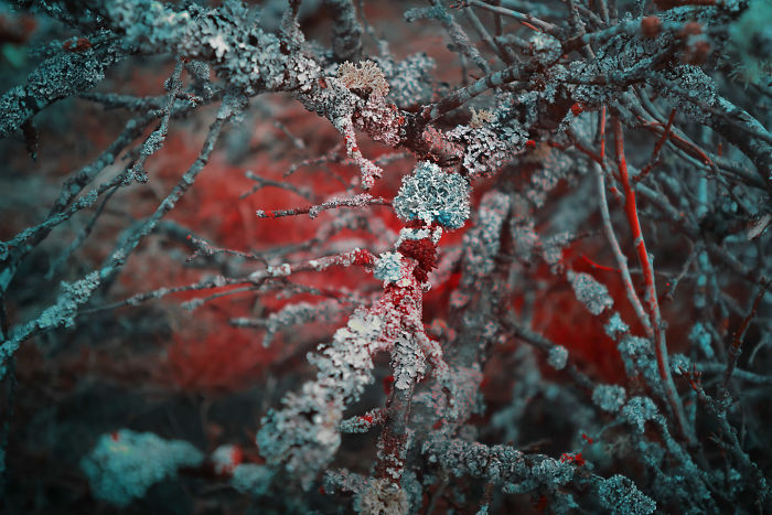 I Made A Lens Filter To Recreate Infrared Photography With My Modified Digital Camera