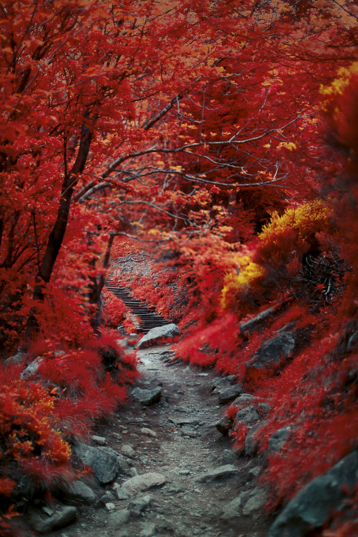 I Made A Lens Filter To Recreate Infrared Photography With My Modified Digital Camera