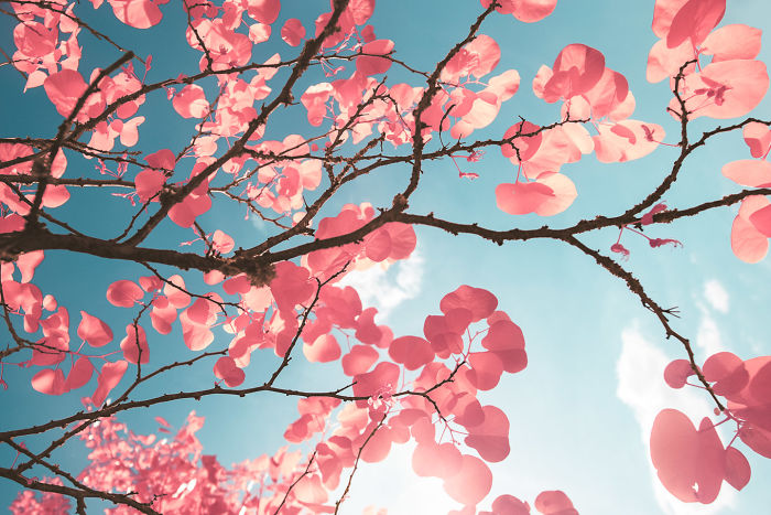 I Made A Lens Filter To Recreate Infrared Photography With My Modified Digital Camera