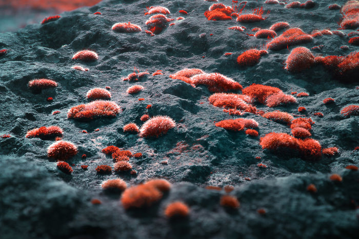 I Made A Lens Filter To Recreate Infrared Photography With My Modified Digital Camera I Made A Lens Filter To Recreate Infrared Photography With My Modified Digital Camera