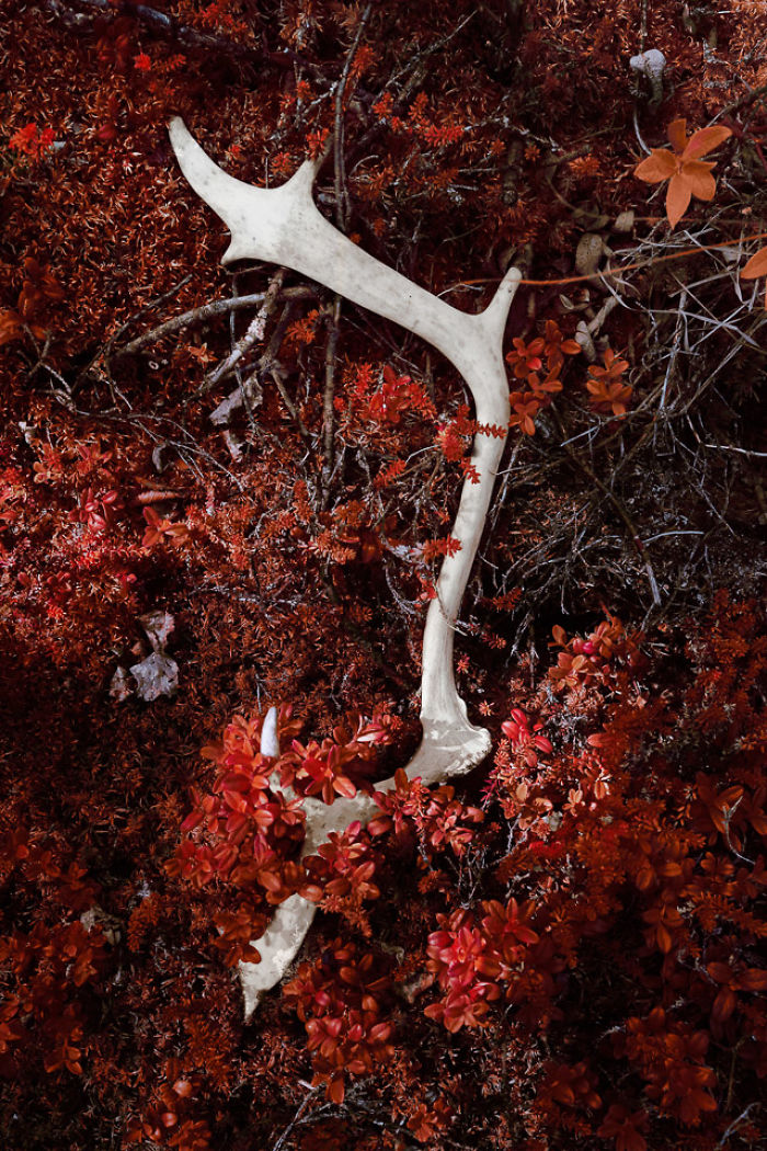 I Made A Lens Filter To Recreate Infrared Photography With My Modified Digital Camera