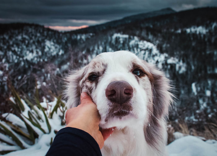 I Capture The Wildness Of My Dogs In A Winter Wonderland I Capture The Wildness Of My Dogs In A Winter Wonderland