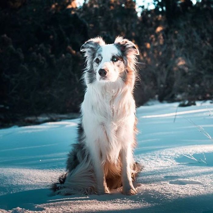 I Capture The Wildness Of My Dogs In A Winter Wonderland I Capture The Wildness Of My Dogs In A Winter Wonderland