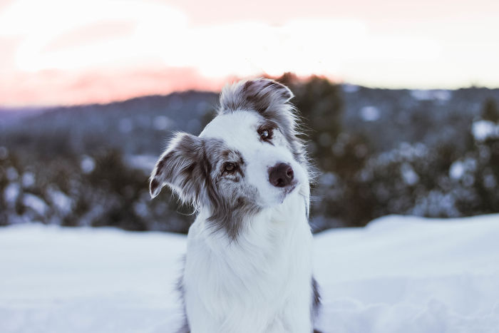 I Capture The Wildness Of My Dogs In A Winter Wonderland I Capture The Wildness Of My Dogs In A Winter Wonderland