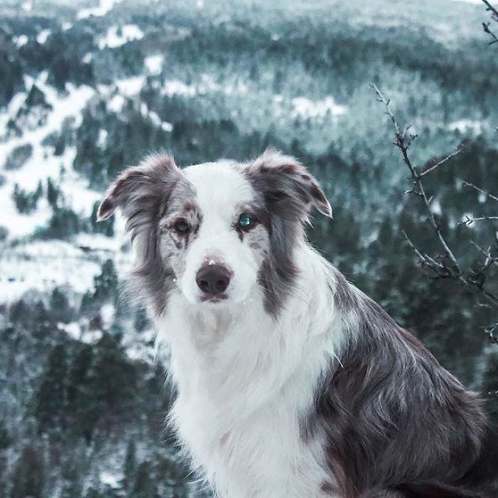 I Capture The Wildness Of My Dogs In A Winter Wonderland I Capture The Wildness Of My Dogs In A Winter Wonderland