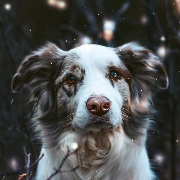 I Capture The Wildness Of My Dogs In A Winter Wonderland I Capture The Wildness Of My Dogs In A Winter Wonderland