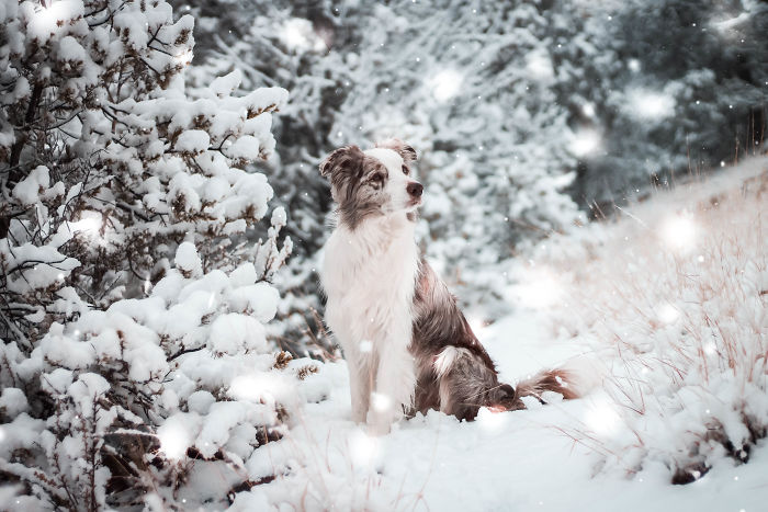 I Capture The Wildness Of My Dogs In A Winter Wonderland I Capture The Wildness Of My Dogs In A Winter Wonderland