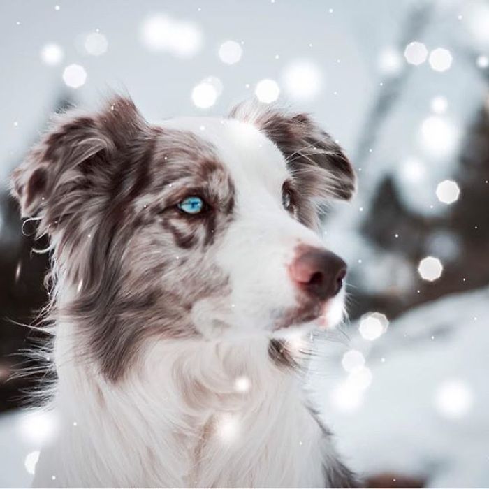 I Capture The Wildness Of My Dogs In A Winter Wonderland I Capture The Wildness Of My Dogs In A Winter Wonderland