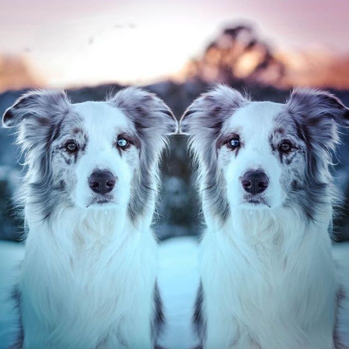 I Capture The Wildness Of My Dogs In A Winter Wonderland I Capture The Wildness Of My Dogs In A Winter Wonderland