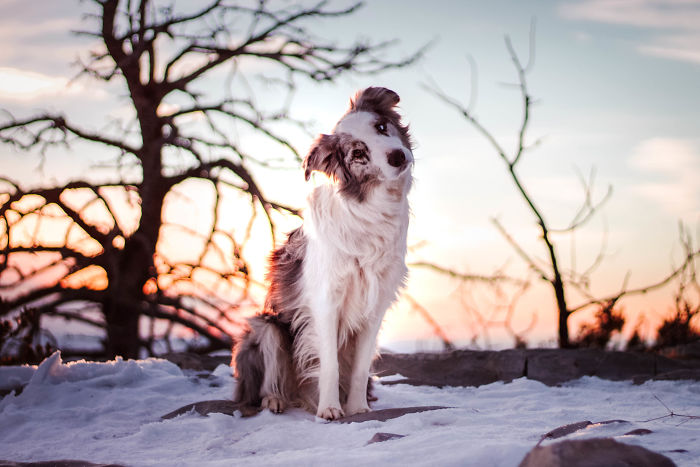 I Capture The Wildness Of My Dogs In A Winter Wonderland I Capture The Wildness Of My Dogs In A Winter Wonderland