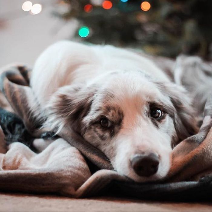 I Capture The Wildness Of My Dogs In A Winter Wonderland I Capture The Wildness Of My Dogs In A Winter Wonderland