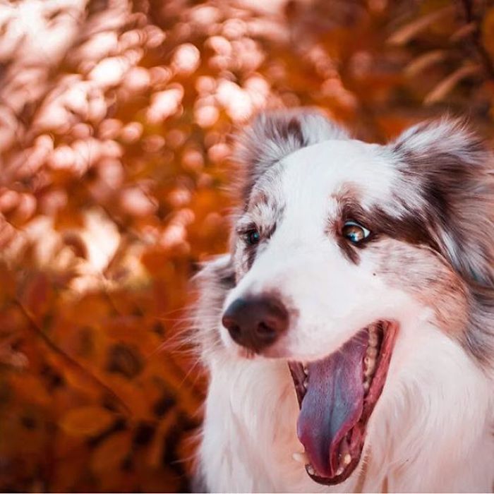 I Capture The Wildness Of My Dogs In A Winter Wonderland I Capture The Wildness Of My Dogs In A Winter Wonderland