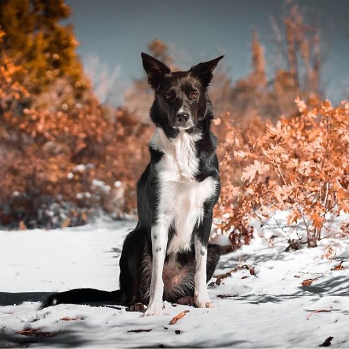 I Capture The Wildness Of My Dogs In A Winter Wonderland I Capture The Wildness Of My Dogs In A Winter Wonderland