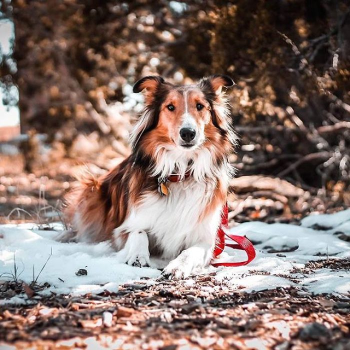 I Capture The Wildness Of My Dogs In A Winter Wonderland I Capture The Wildness Of My Dogs In A Winter Wonderland