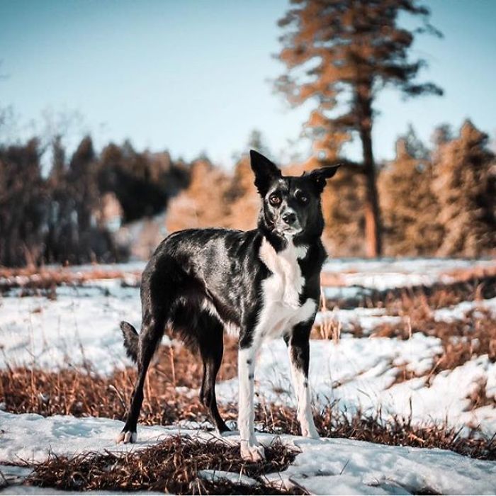 I Capture The Wildness Of My Dogs In A Winter Wonderland I Capture The Wildness Of My Dogs In A Winter Wonderland