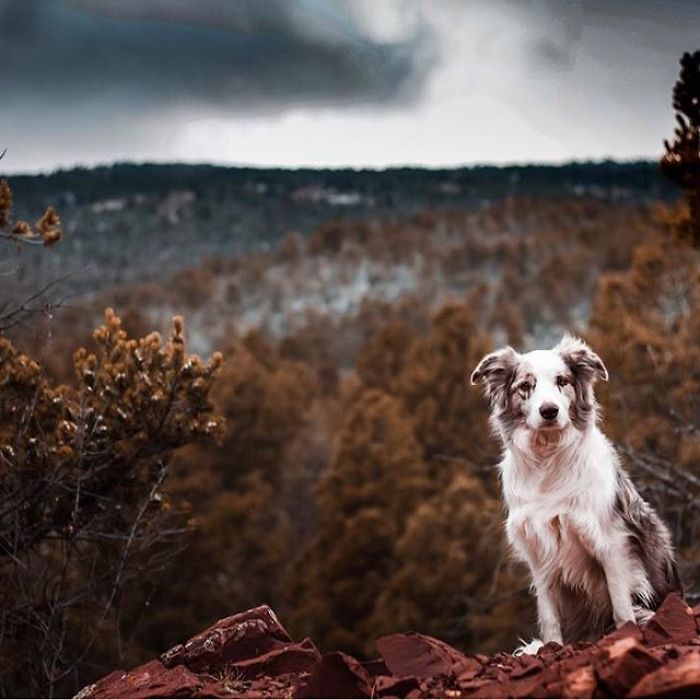 I Capture The Wildness Of My Dogs In A Winter Wonderland I Capture The Wildness Of My Dogs In A Winter Wonderland