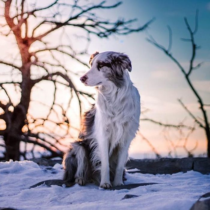 I Capture The Wildness Of My Dogs In A Winter Wonderland I Capture The Wildness Of My Dogs In A Winter Wonderland