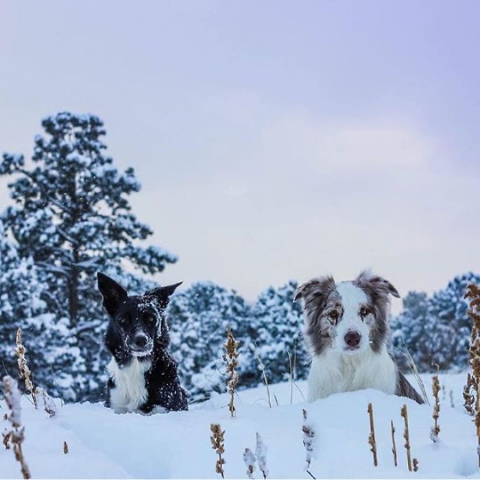I Capture The Wildness Of My Dogs In A Winter Wonderland I Capture The Wildness Of My Dogs In A Winter Wonderland