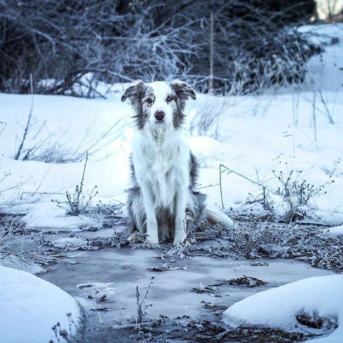 I Capture The Wildness Of My Dogs In A Winter Wonderland I Capture The Wildness Of My Dogs In A Winter Wonderland