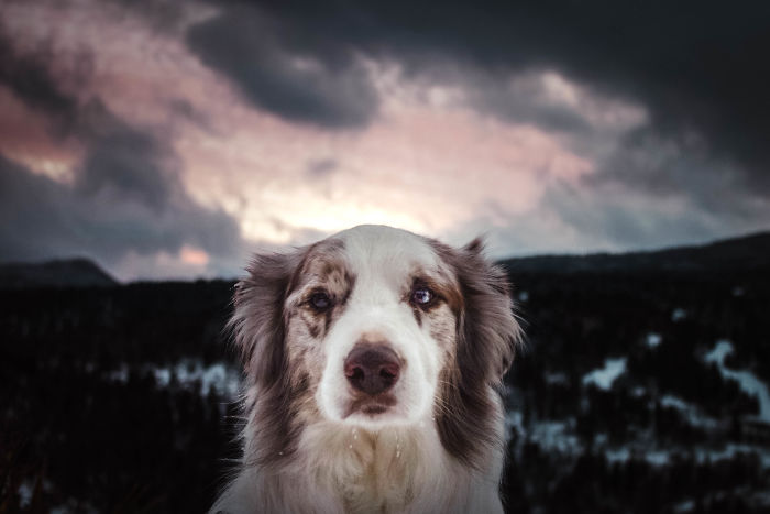 I Capture The Wildness Of My Dogs In A Winter Wonderland I Capture The Wildness Of My Dogs In A Winter Wonderland