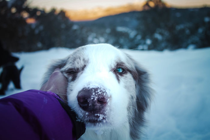 I Capture The Wildness Of My Dogs In A Winter Wonderland I Capture The Wildness Of My Dogs In A Winter Wonderland