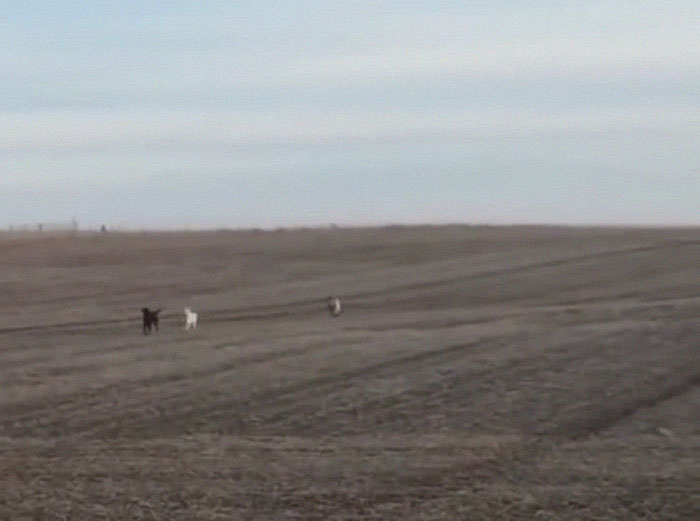 Lab Owner Can’t Believe His Eyes When He Finds His Missing Dog Running In The A Field With Two Unusual ‘Friends’ Lab Owner Can’t Believe His Eyes When He Finds His Missing Dog Running In The A Field With Two Unusual ‘Friends’