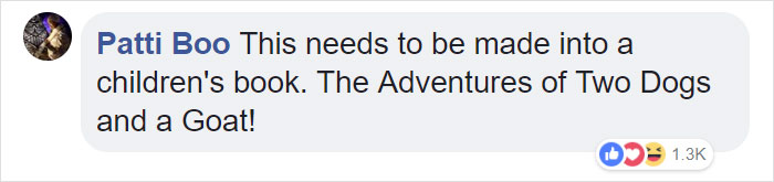 Lab Owner Can’t Believe His Eyes When He Finds His Missing Dog Running In The A Field With Two Unusual ‘Friends’ Lab Owner Can’t Believe His Eyes When He Finds His Missing Dog Running In The A Field With Two Unusual ‘Friends’