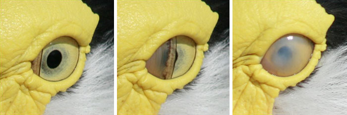 6 “Evolutionary Leftovers” That No Longer Serve A Purpose In Our Bodies 6 “Evolutionary Leftovers” That No Longer Serve A Purpose In Our Bodies