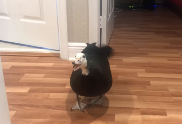 Meet Petunia – The Rescued Duck Who Greets Her Owner In The Cutest Way Possible Meet Petunia – The Rescued Duck Who Greets Her Owner In The Cutest Way Possible