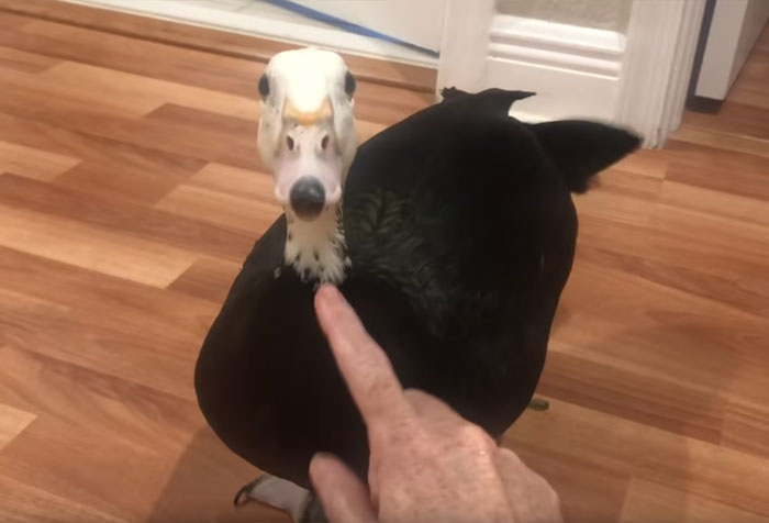 Meet Petunia – The Rescued Duck Who Greets Her Owner In The Cutest Way Possible Meet Petunia – The Rescued Duck Who Greets Her Owner In The Cutest Way Possible