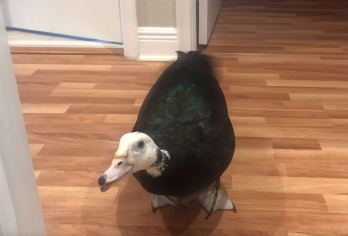 Meet Petunia – The Rescued Duck Who Greets Her Owner In The Cutest Way Possible Meet Petunia – The Rescued Duck Who Greets Her Owner In The Cutest Way Possible