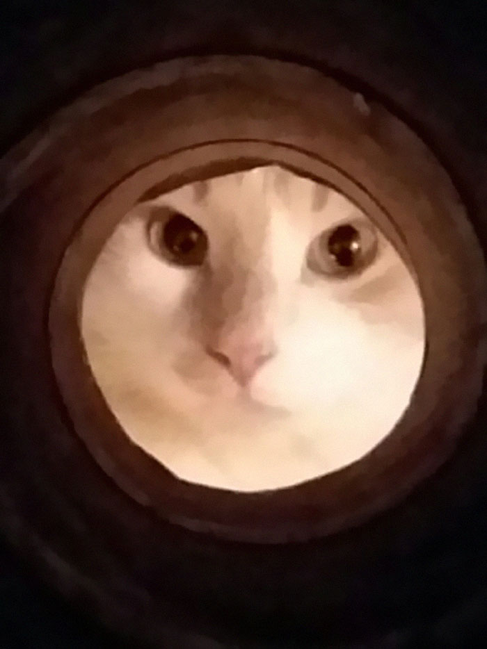 Apparently, If You Take A Selfie Through A Toilet Roll Tube You&#8217;ll Look Like The Moon, And The Pics Are Mildly Funny