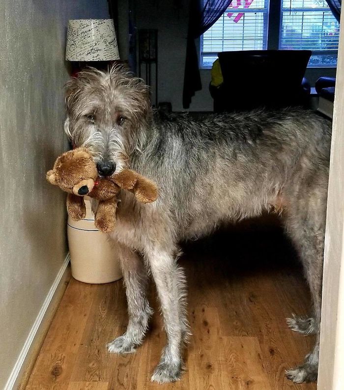 People Are Posting Hilarious Photos Of Their Irish Wolfhounds, And It’s Crazy How Large They Are (50 Pics) People Are Posting Hilarious Photos Of Their Irish Wolfhounds, And It’s Crazy How Large They Are (50 Pics)