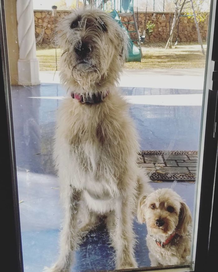 People Are Posting Hilarious Photos Of Their Irish Wolfhounds, And It’s Crazy How Large They Are (50 Pics) People Are Posting Hilarious Photos Of Their Irish Wolfhounds, And It’s Crazy How Large They Are (50 Pics)