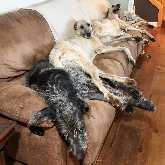 People Are Posting Hilarious Photos Of Their Irish Wolfhounds, And It’s Crazy How Large They Are (50 Pics) People Are Posting Hilarious Photos Of Their Irish Wolfhounds, And It’s Crazy How Large They Are (50 Pics)