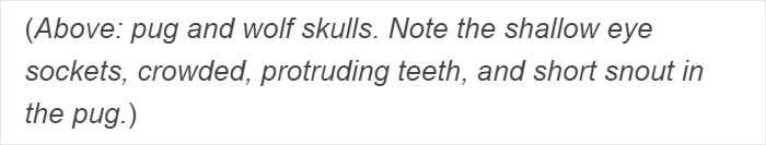 &ldquo;Pugs Are Not Cute, [They&rsquo;re] Malformed, Sick Animals That Shouldn&rsquo;t Exist&rdquo;: This Tumblr Thread May Change The Way You See Pugs